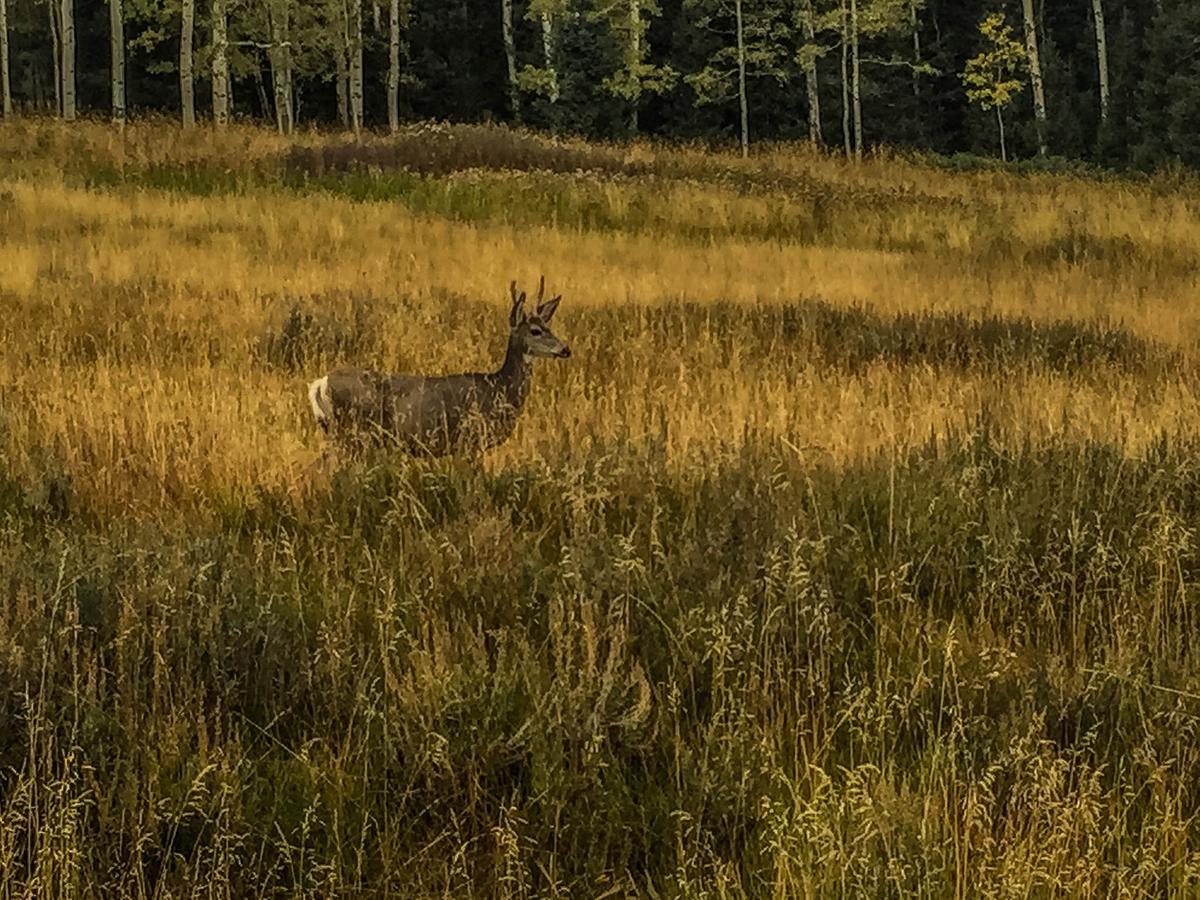 Arrowhead Mountain Lodge Cimarron Buitenkant foto